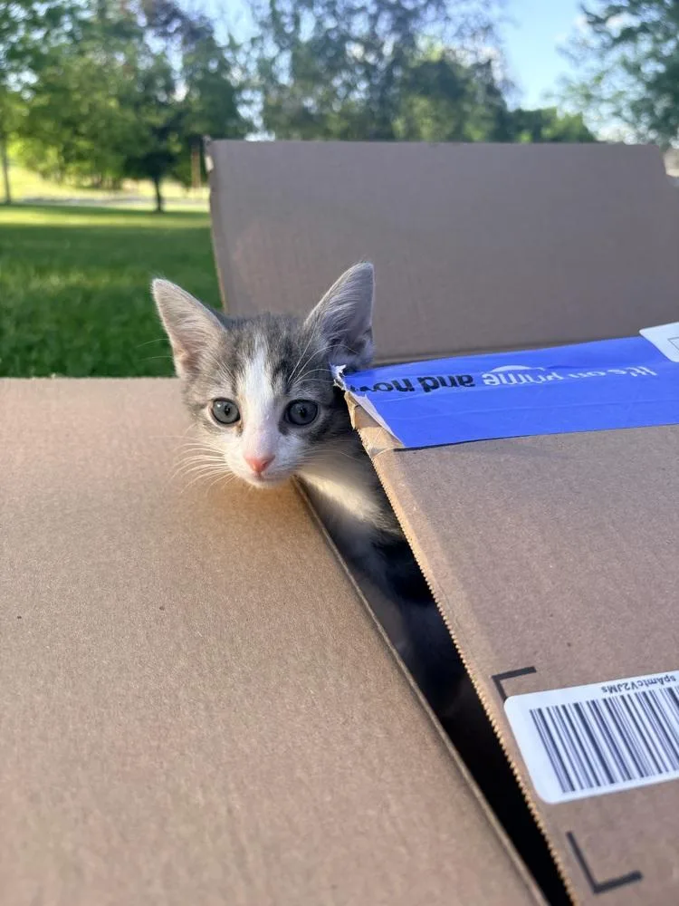 A baby small-sized male Gray & White Domestic Short Hair cat named Noodle for adoption in Martinsburg, WV