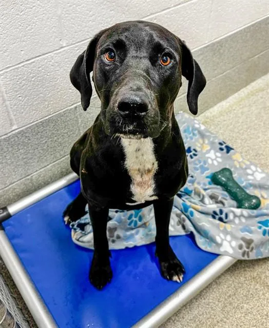 An adult medium-sized male Labrador Retriever dog named Popcorn for adoption in Statesville, NC