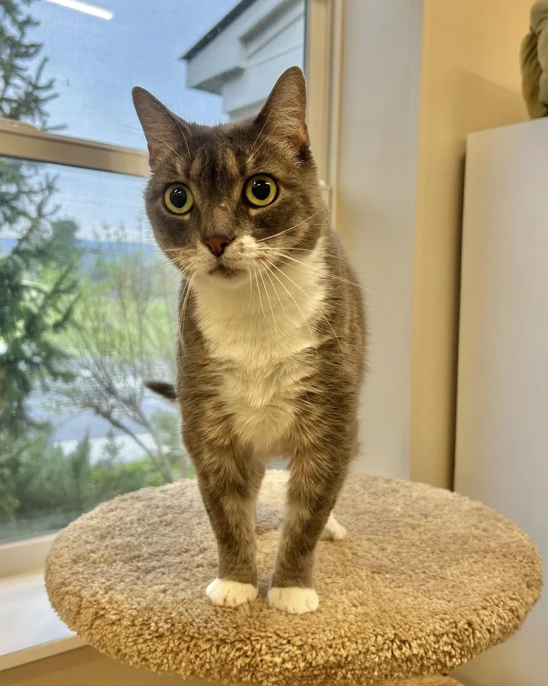 An adult large-sized female Gray & White Domestic Short Hair cat named Bugsy for adoption in Arlington, VT