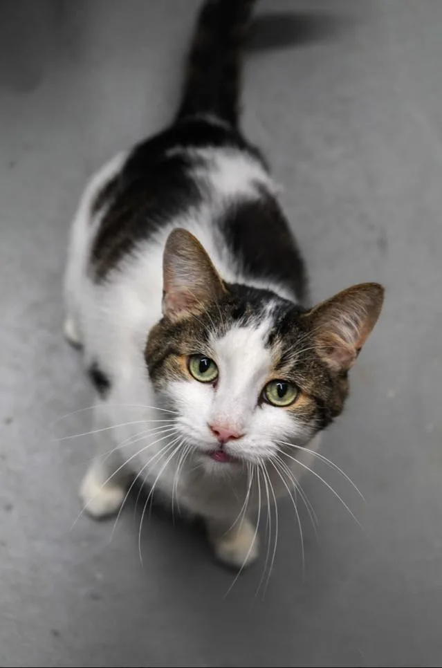 A young medium-sized male Domestic Short Hair cat named Steve for adoption in Evans City, PA