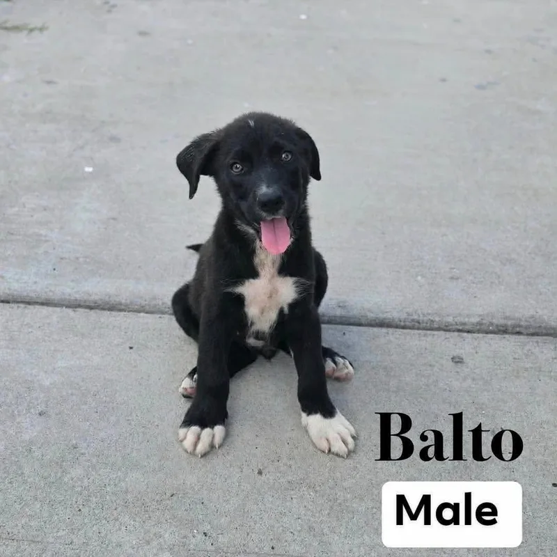 A baby medium-sized male Mixed Breed dog named Balto for adoption in PLAINFIELD, CT