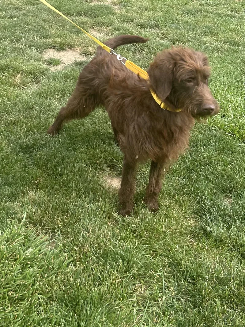An adult medium-sized female Labradoodle dog named Nestlegmail.com for adoption in Rossford, OH