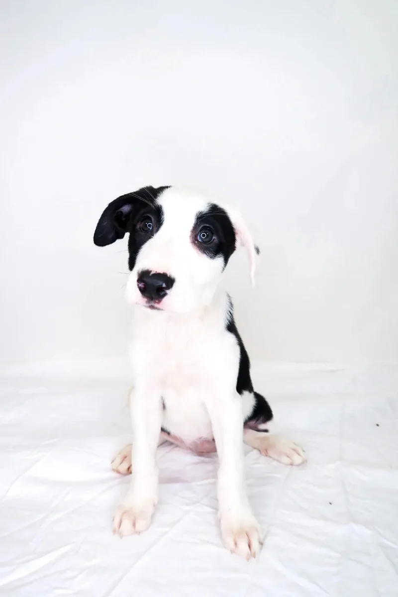 A baby medium-sized female Black Shepherd dog named Sabrina James for adoption in Bixby, OK