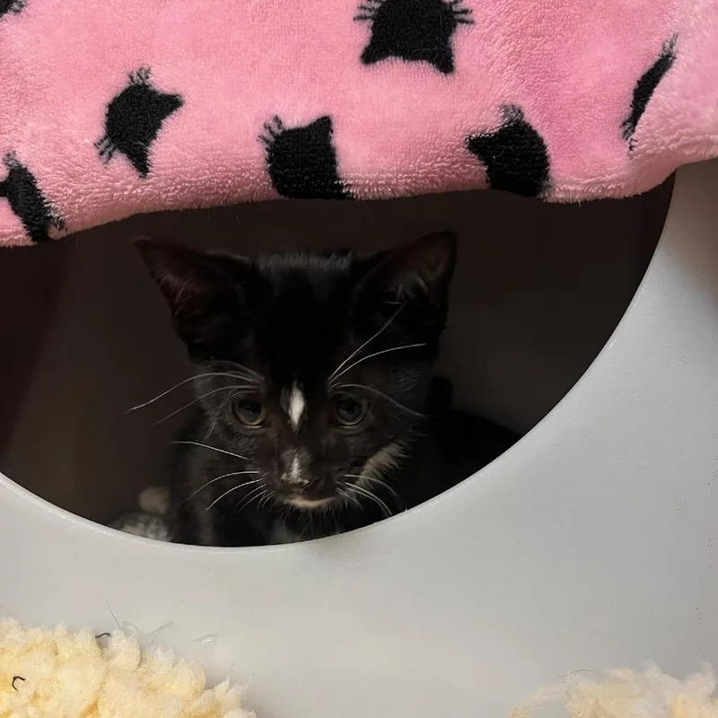 A baby small-sized female Black Domestic Short Hair cat named Kettle for adoption in Charlottesville, VA