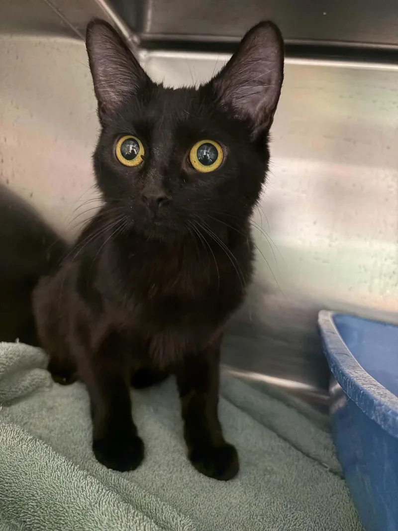 A young medium-sized female Black Domestic Short Hair cat named Jet Pack for adoption in Burlington, IA