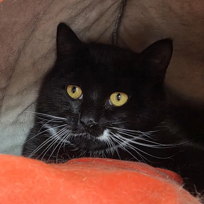A young large-sized female Black Domestic Short Hair cat named Berry for adoption in Brimfield, MA