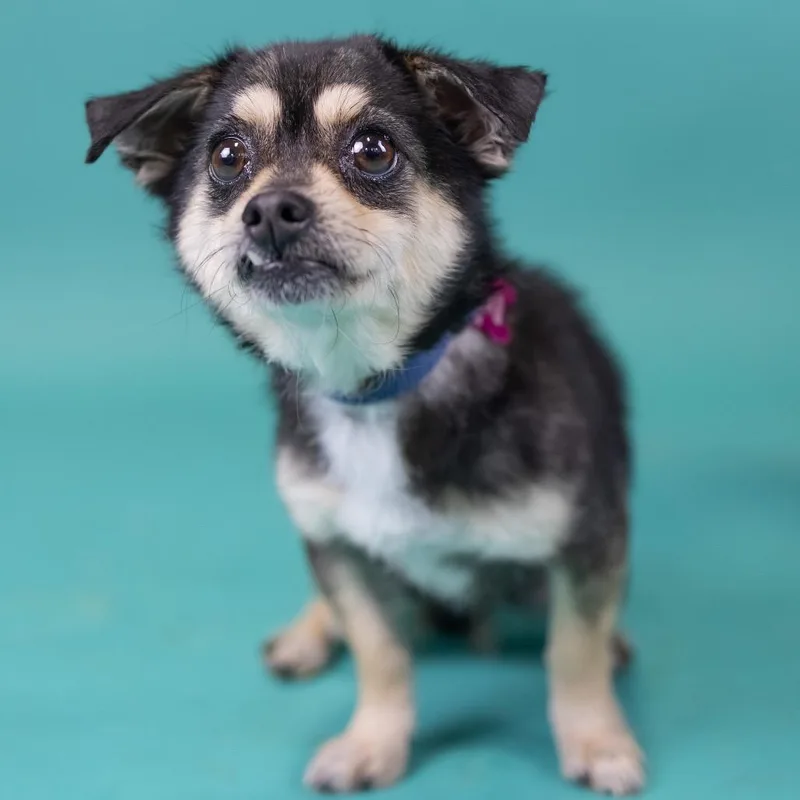 A senior small-sized female Black Terrier dog named Sully for adoption in Portland, OR