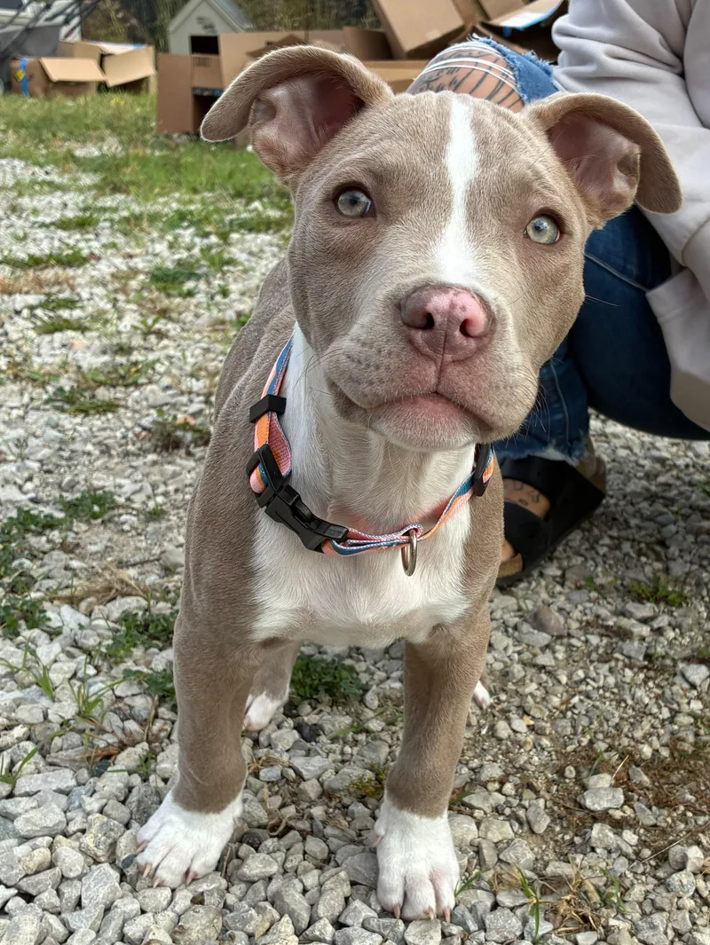 A baby medium-sized male Pit Bull Terrier dog named Boxing Litter for adoption in Detroit, MI