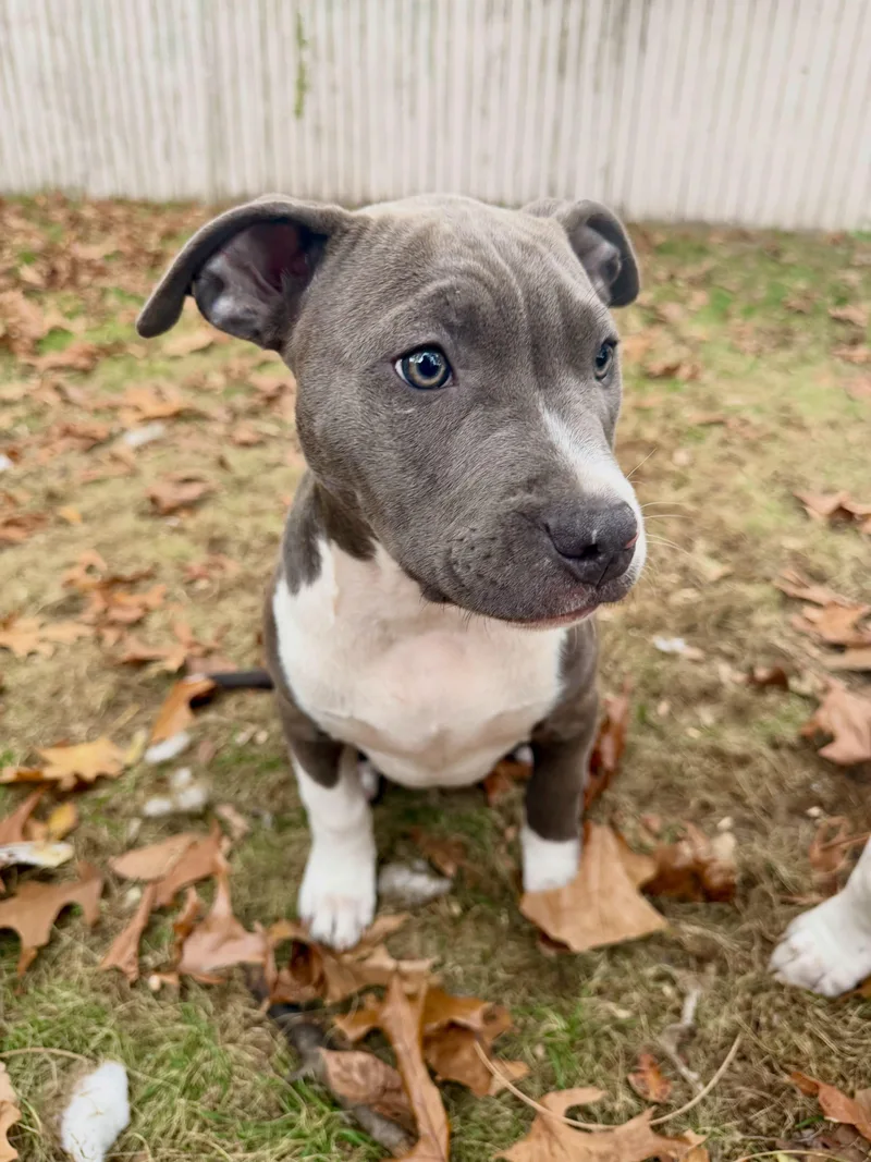 Boxing Litter thumbnail 3