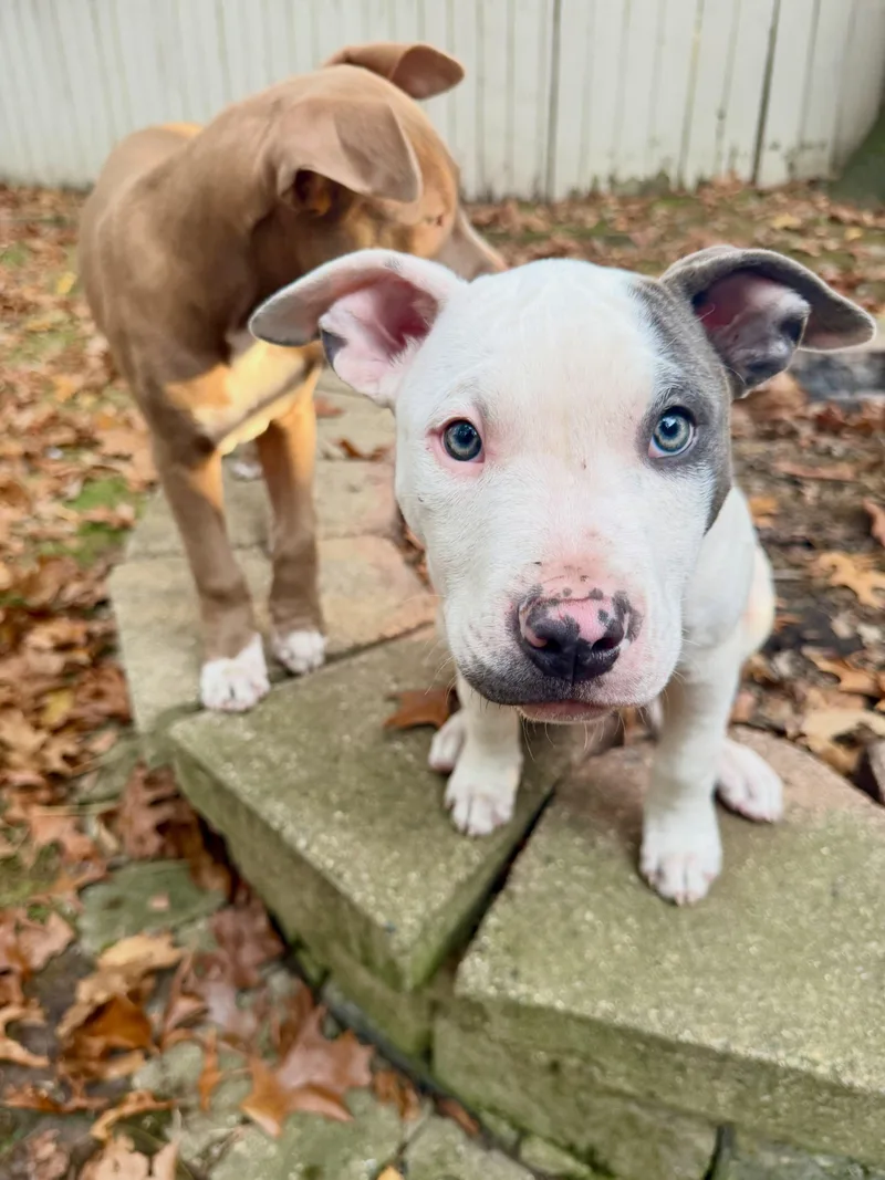 Boxing Litter thumbnail 5