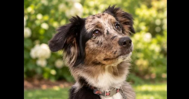 A baby medium-sized female Australian Shepherd dog named Cookie for adoption in Canton , GA