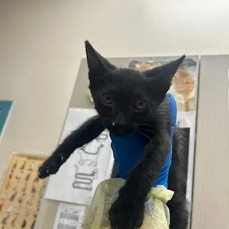 A baby small-sized male Domestic Short Hair cat named Moon Joy for adoption in Las Vegas, NV