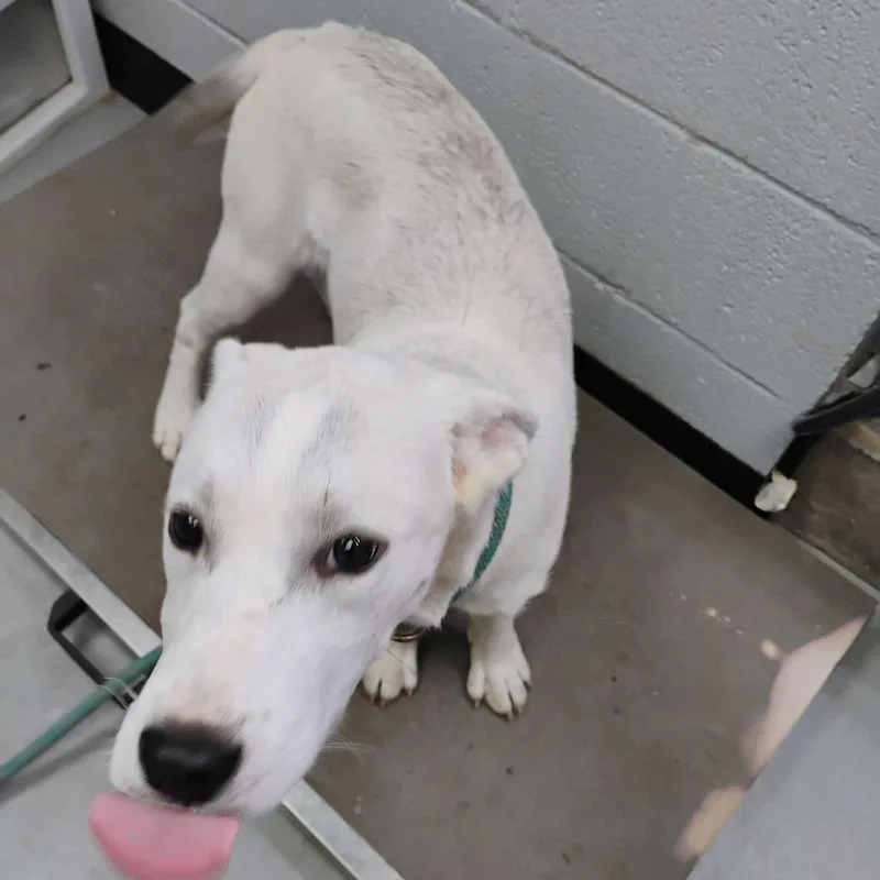 A baby medium-sized female White / Cream Mixed Breed dog named Elsa for adoption in Duncan, OK