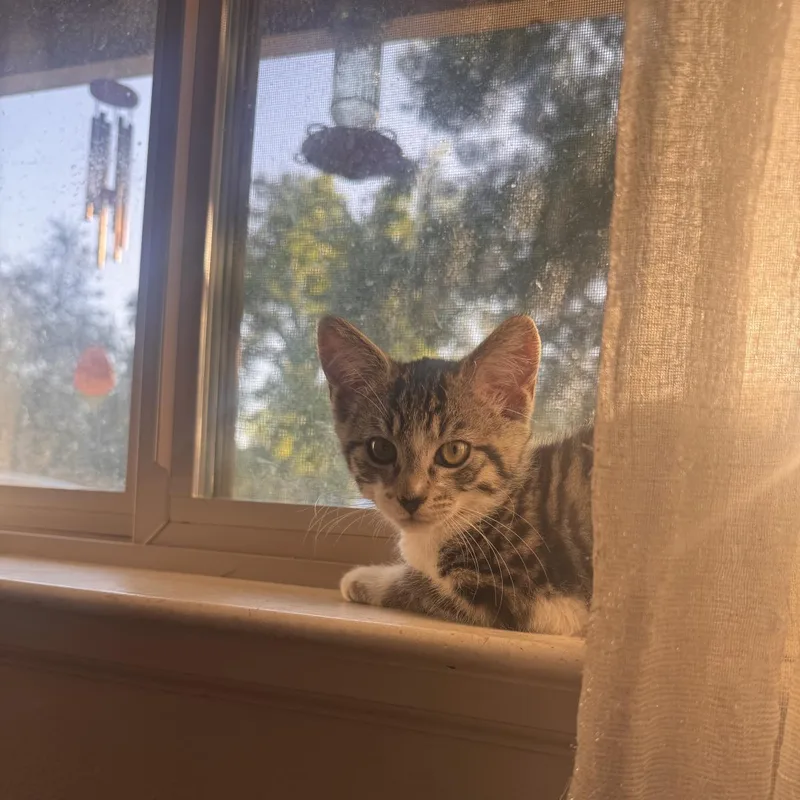 A baby medium-sized female Domestic Short Hair cat named Stickers for adoption in Lincoln, CA