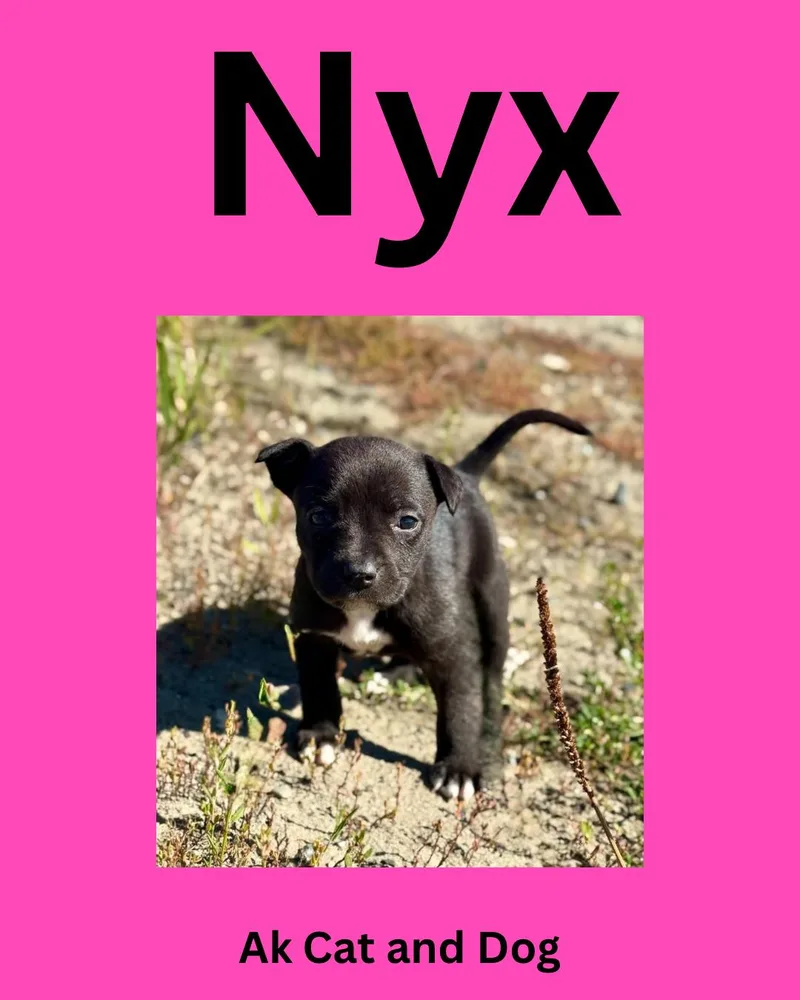 A baby small-sized female American Staffordshire Terrier dog named Nyx for adoption in Wasilla, AK