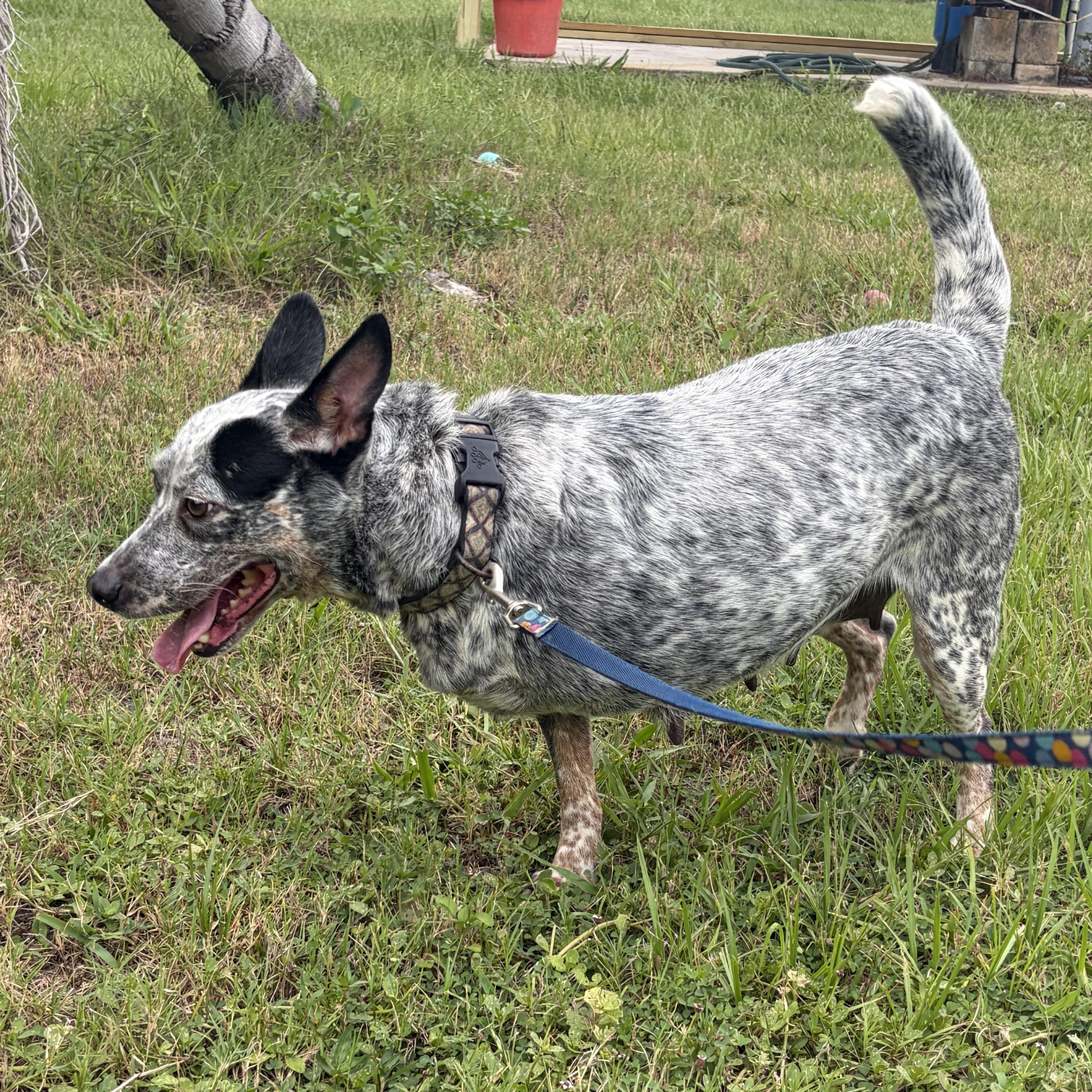 An adult medium-sized female Merle (Blue) Australian Cattle Dog / Blue Heeler dog named Lyla for adoption in Lorida, FL