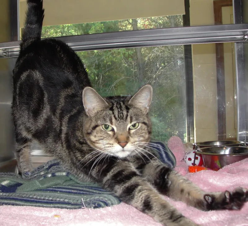 An adult medium-sized female Brown / Chocolate Domestic Short Hair cat named Gizmo for adoption in Plover, WI