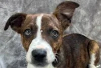 A baby medium-sized male Mixed Breed dog named Extra Guac for adoption in West Chester, PA