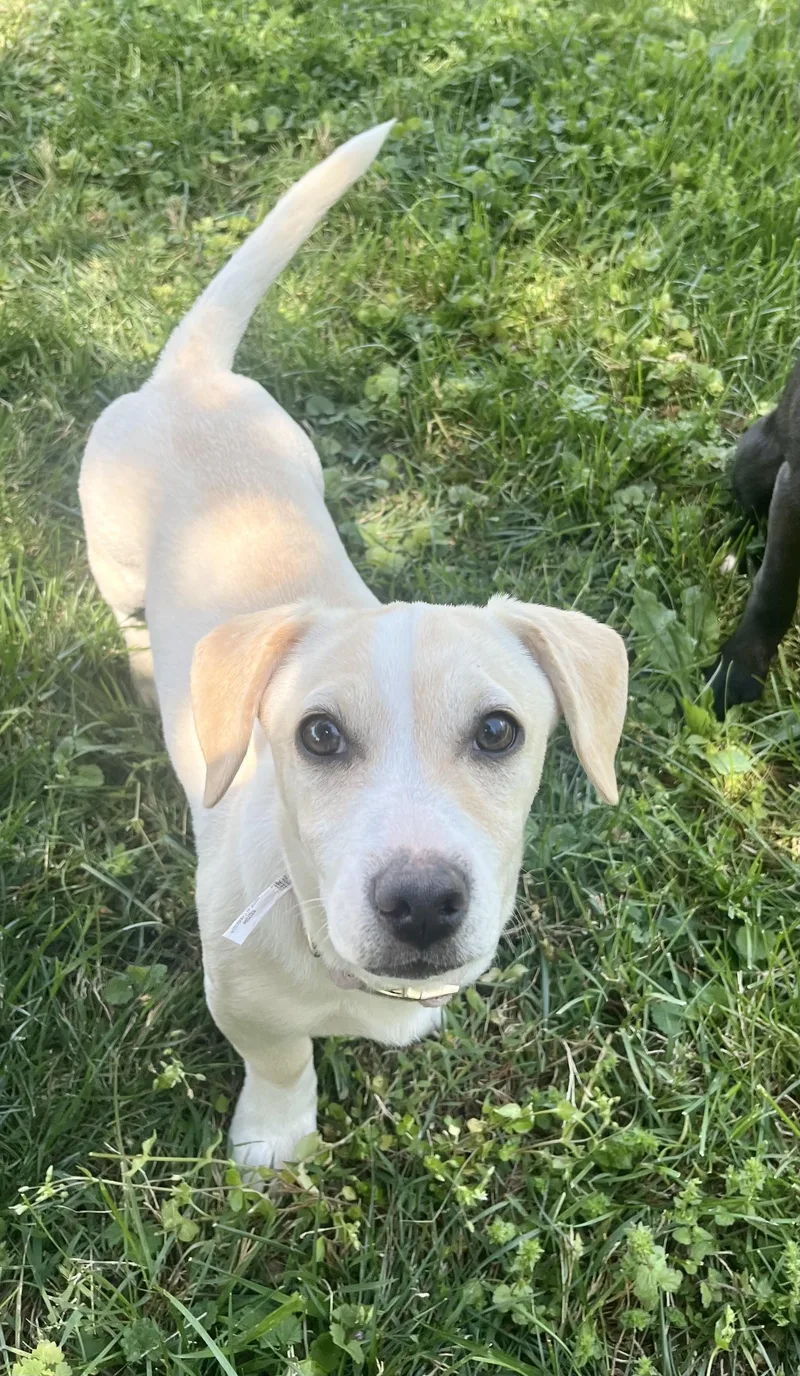 A baby small-sized female Apricot / Beige Mixed Breed dog named Chickpea for adoption in Fairfax, VA
