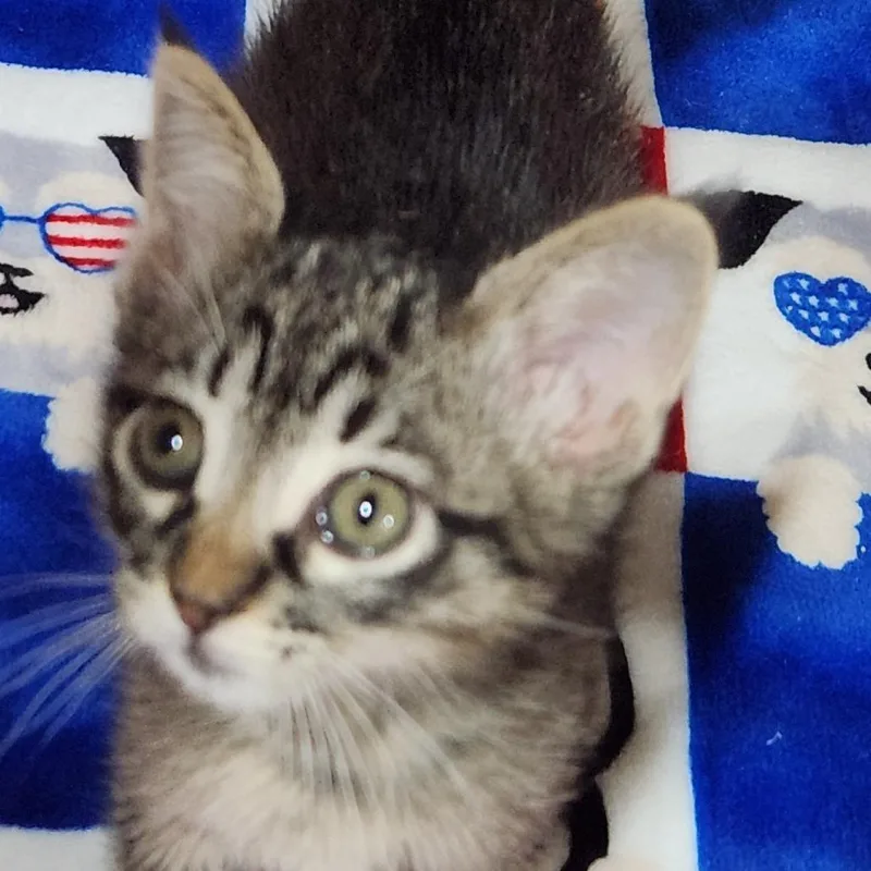 A baby small-sized female Brown / Chocolate Domestic Short Hair cat named Lotus K for adoption in Corsicana, TX