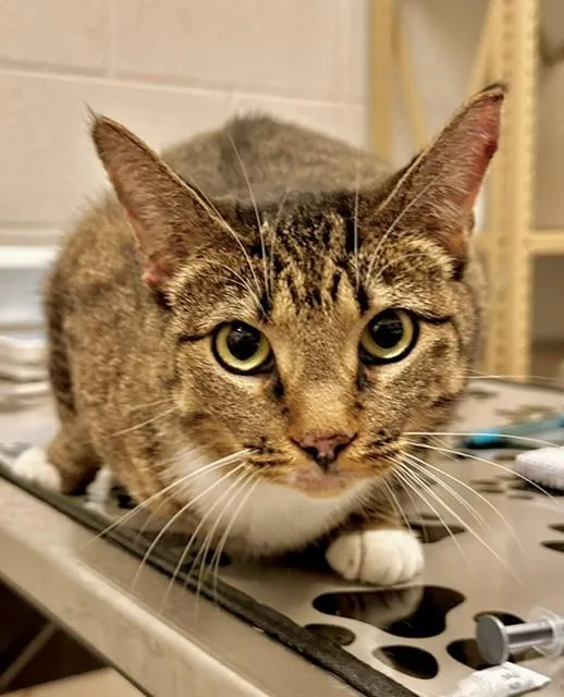 An adult medium-sized female Domestic Short Hair cat named Leno for adoption in Derwood, MD