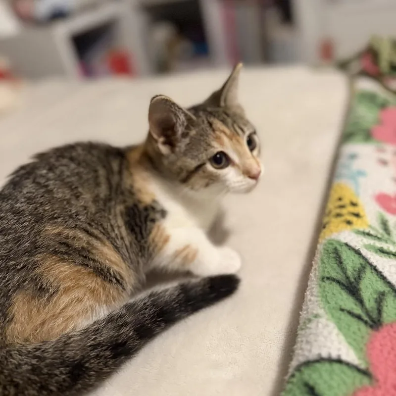 A baby small-sized female Torbie Domestic Short Hair cat named Problem Child for adoption in Fredericksburg, VA