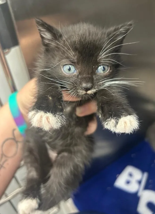 A baby small-sized male Domestic Short Hair cat named Lunchable for adoption in Hartsville, SC