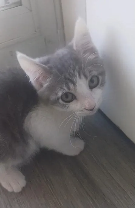 A baby medium-sized female Gray & White Domestic Short Hair cat named Tac for adoption in Pasco, WA