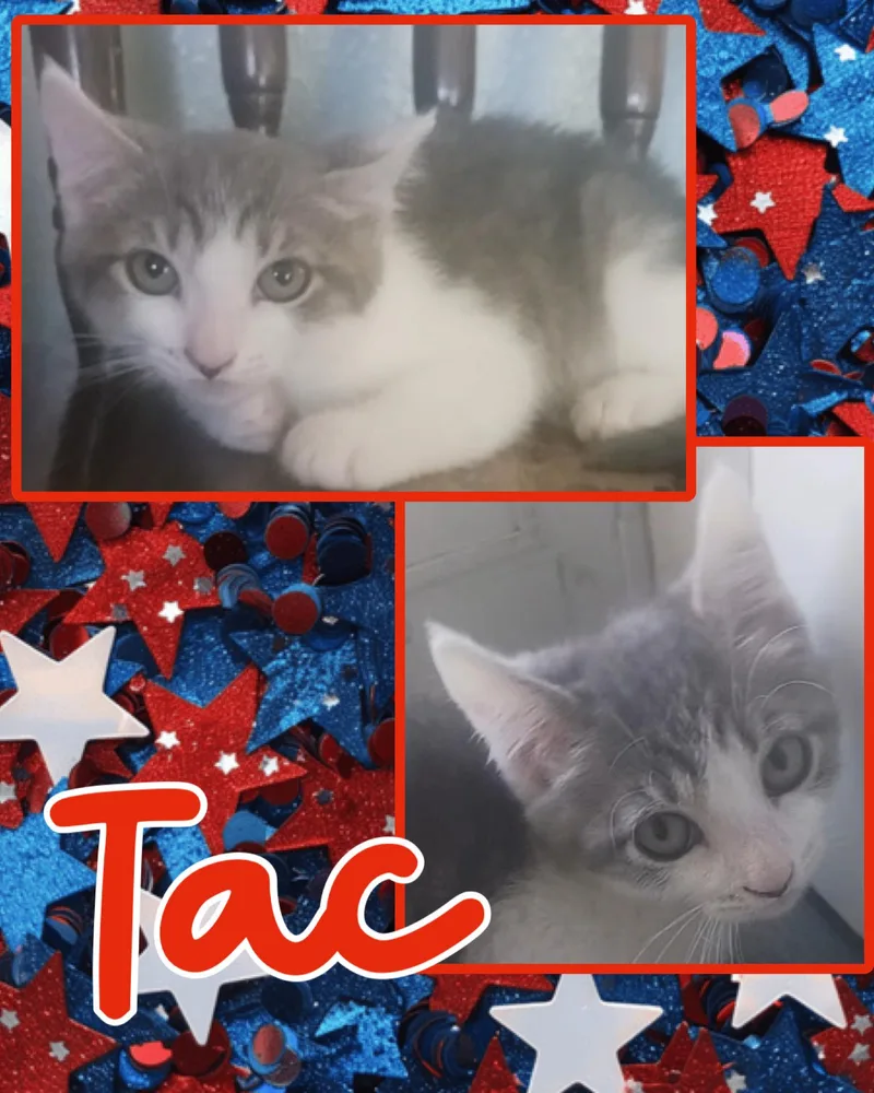 Tac thumbnail 3