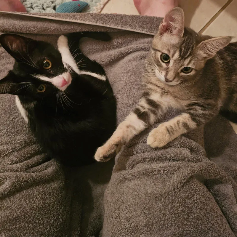 A baby small-sized male Black & White / Tuxedo Domestic Short Hair cat named Hermano for adoption in Mission Viejo, CA