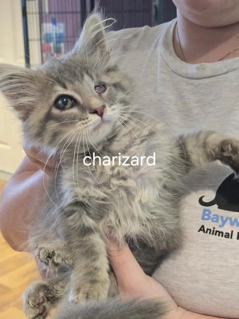 A baby small-sized female Domestic Long Hair cat named Charizard for adoption in Cambridge, MD