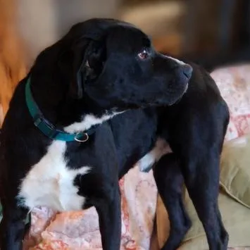 An adult large-sized male Black Labrador Retriever dog named Snoop for adoption in Pittsburg, KS