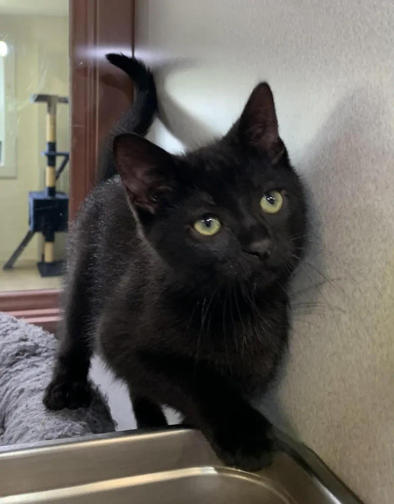 A baby medium-sized male Black Domestic Short Hair cat named Orion for adoption in Massena, NY
