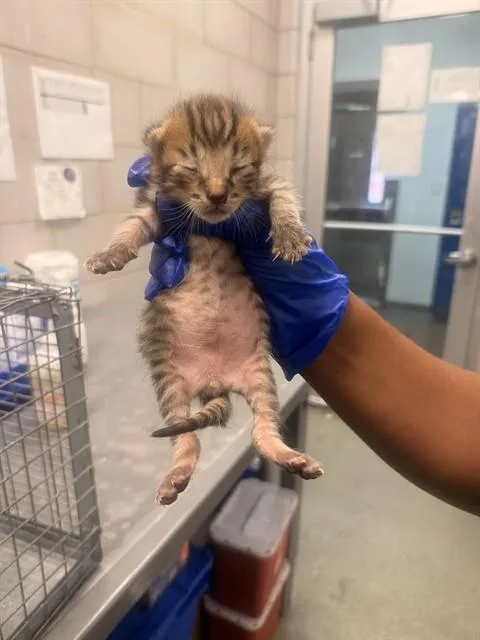 A baby small-sized male Domestic Short Hair cat named Andre for adoption in Dallas, TX