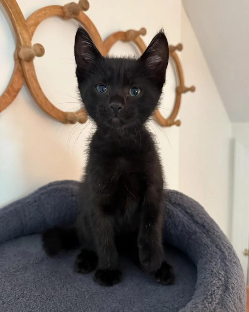 A baby small-sized male Domestic Medium Hair cat named Winnie for adoption in Kinston, NC