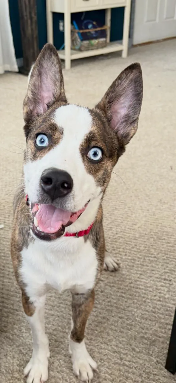 Bluey Huey thumbnail 2