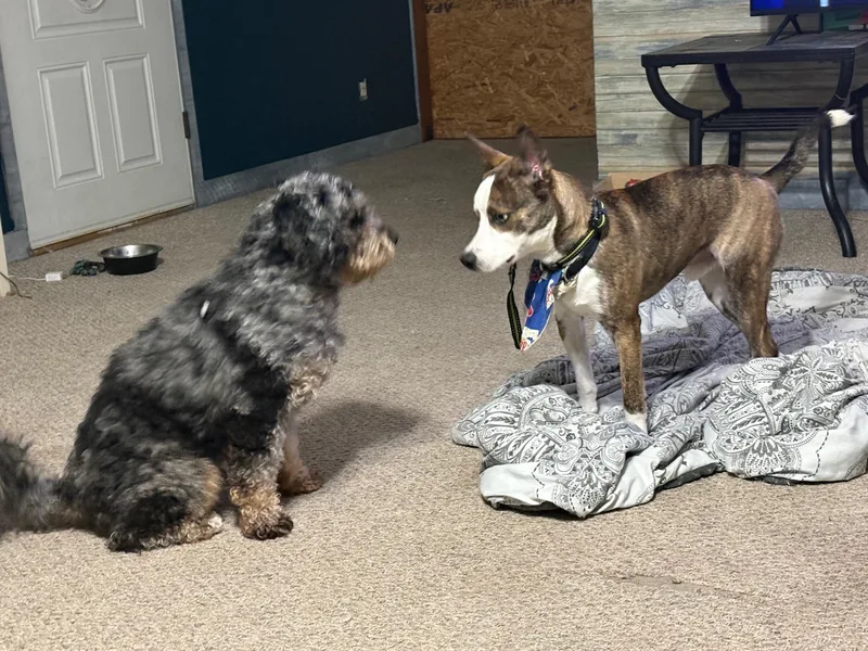 Bluey Huey thumbnail 3