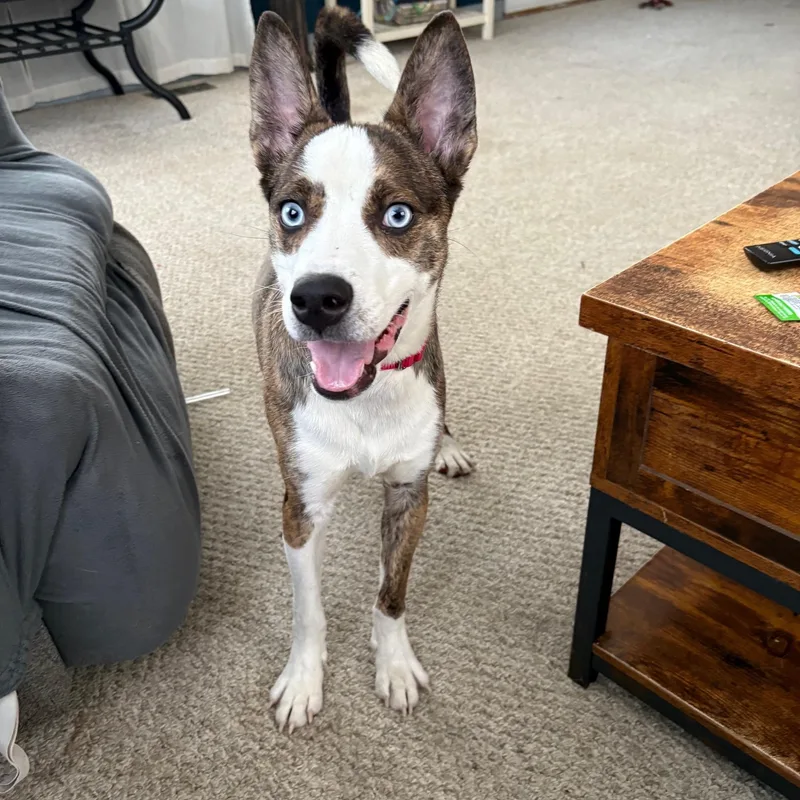 Bluey Huey thumbnail 4