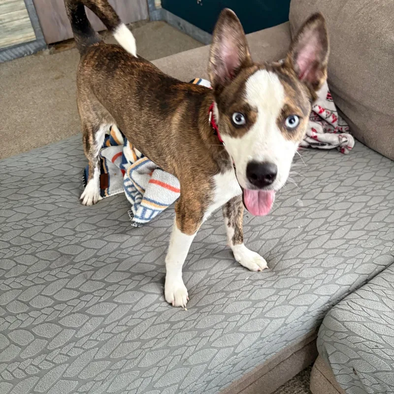 Bluey Huey thumbnail 5