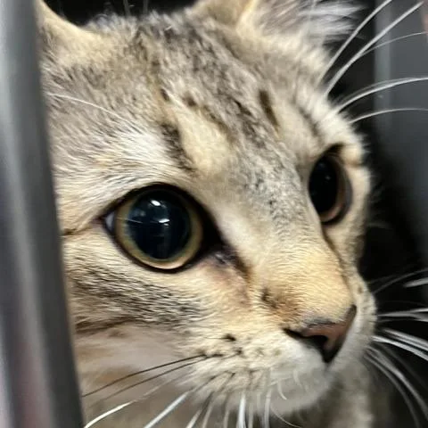 A young medium-sized female Brown / Chocolate Domestic Short Hair cat named Layla for adoption in Baltimore, MD