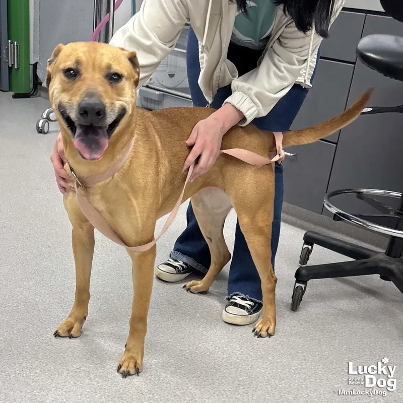 A young large-sized female Labrador Retriever dog named Myrtle for adoption in Washington, DC