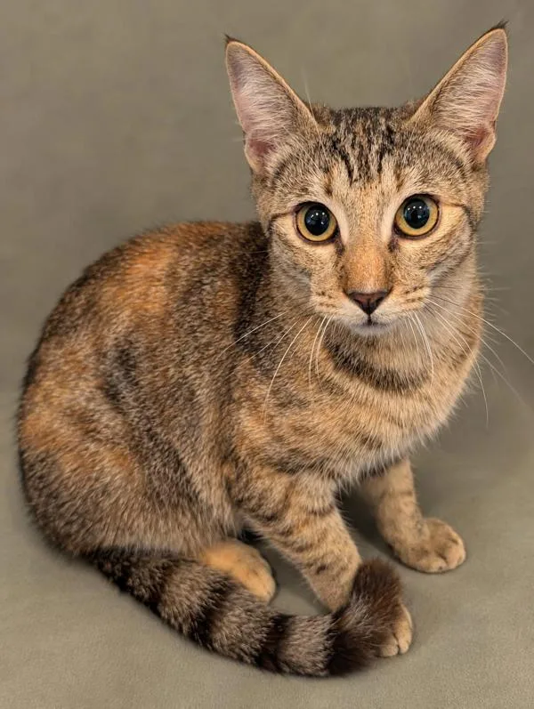 A young small-sized female Domestic Short Hair cat named Quincy for adoption in Austin, TX