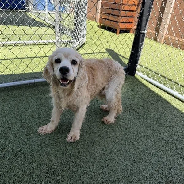 An adult medium-sized male Yellow / Tan / Blond / Fawn Cocker Spaniel dog named Wilfred for adoption in Hawthorne, CA