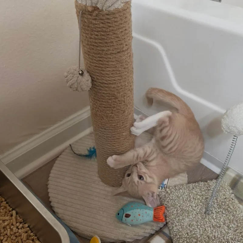 A baby medium-sized male Tabby (Orange / Red) Domestic Short Hair cat named Dr. Reed for adoption in Santa Ana, CA