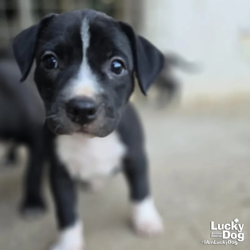 A baby large-sized female Labrador Retriever dog named Sugar for adoption in Washington, DC