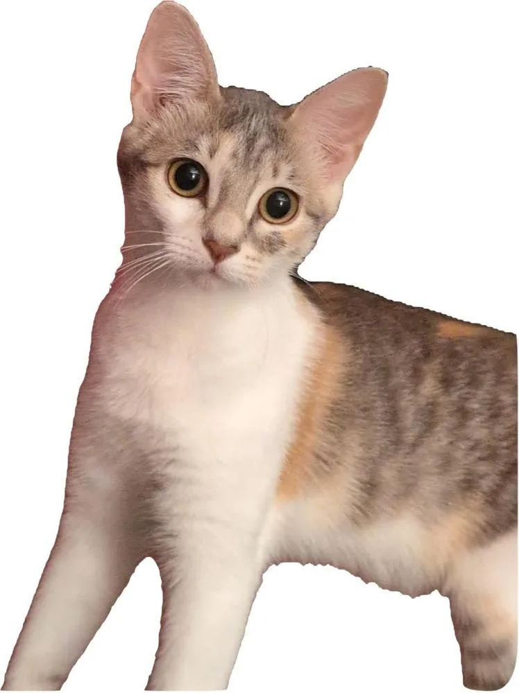 A young small-sized female Domestic Short Hair cat named Viola for adoption in WARNER ROBINS, GA