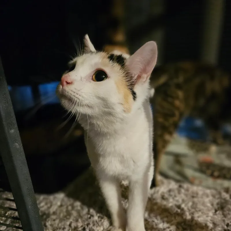 Hermione thumbnail 3