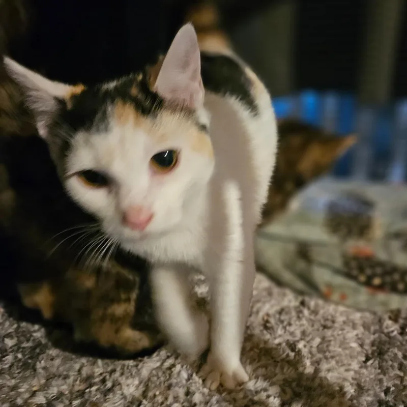 Hermione thumbnail 4