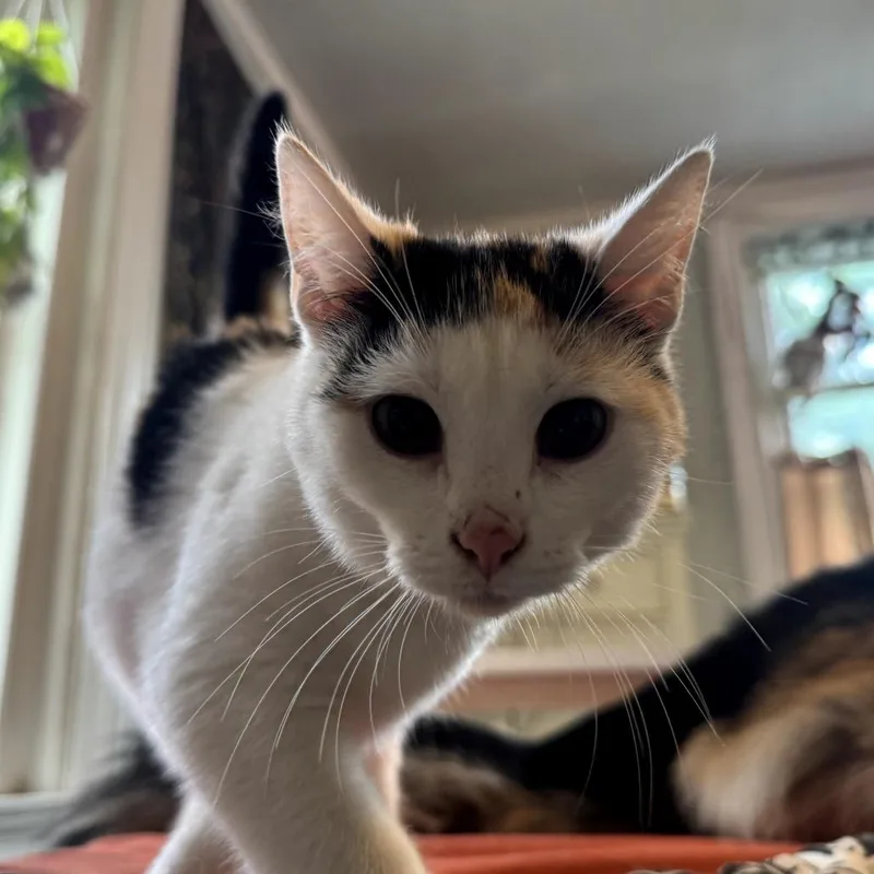 Hermione thumbnail 6