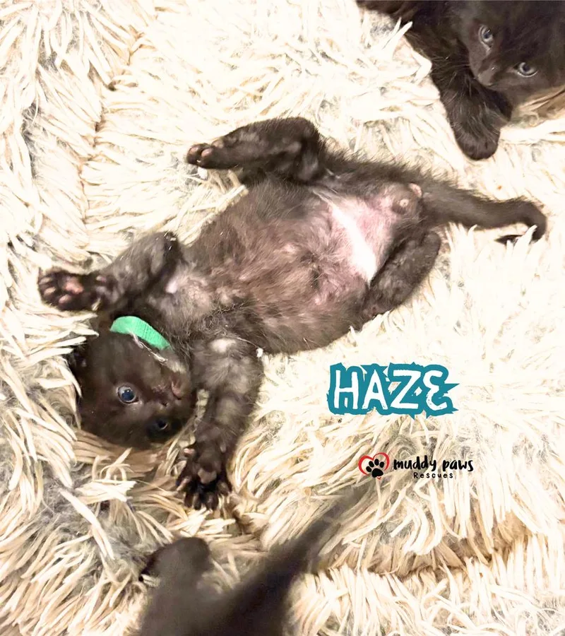 A baby small-sized male Black Domestic Short Hair cat named After Dark Litter: for adoption in Council Bluffs, IA